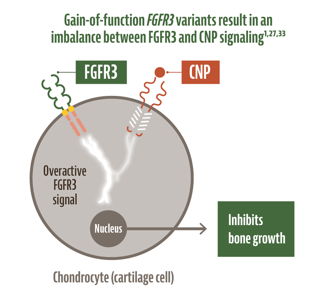 Medical graphic of the imbalance between FGFR3 and CNP cell signaling leading to inhibited bone growth.