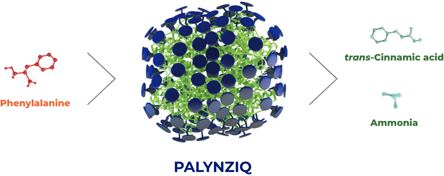Molecular illustration representing PALYNZIQ® mechanism of action in PKU without reliance on PAH enzyme. Diagram of pegvaliase breaking down phenylalanine in PKU.