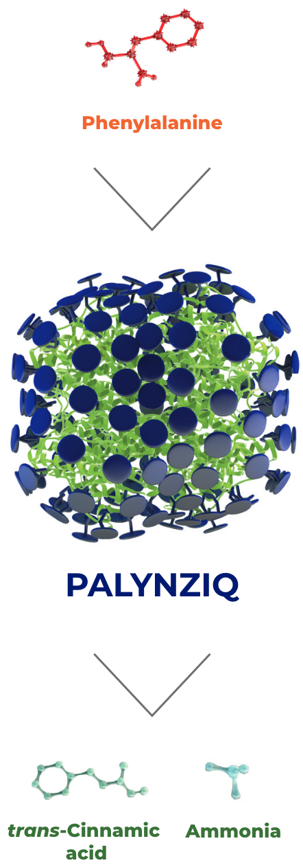 Molecular illustration representing PALYNZIQ® mechanism of action in PKU without reliance on PAH enzyme. Diagram of pegvaliase breaking down phenylalanine in PKU.