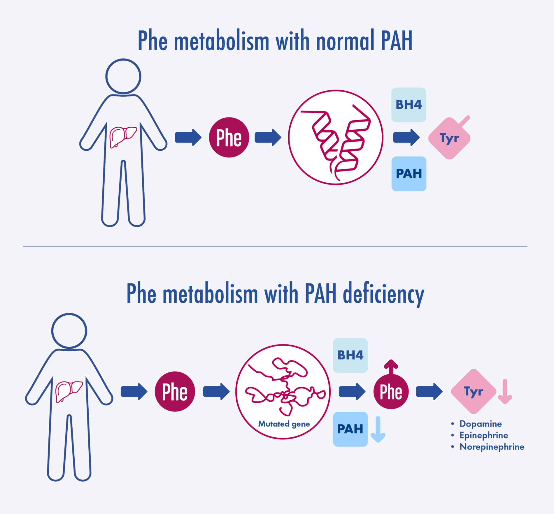 Genetics and pathophysiology of phenylketonuria (PKU)