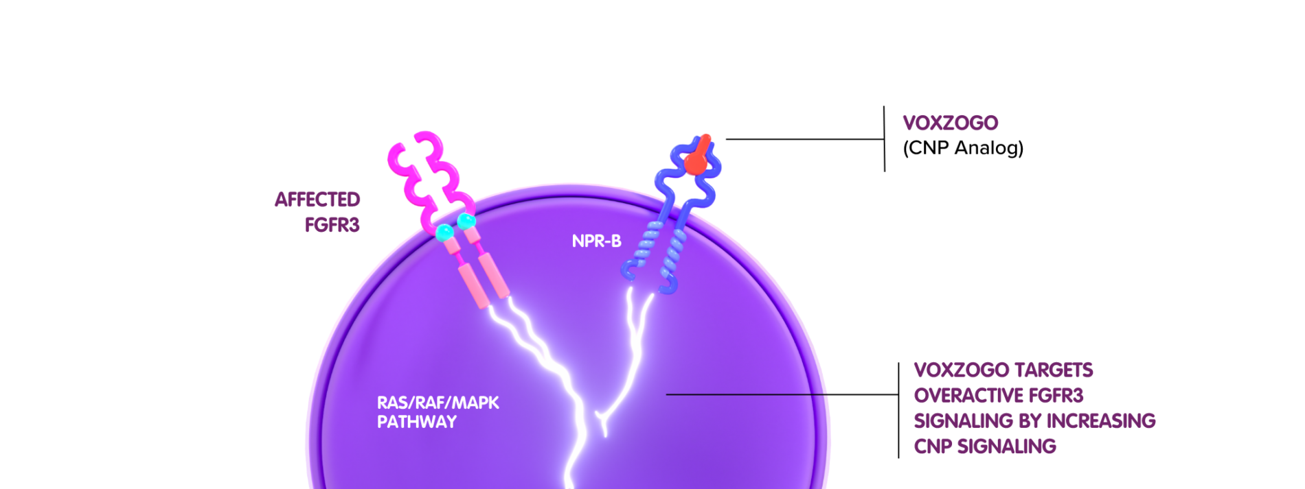 Affected FGFR3