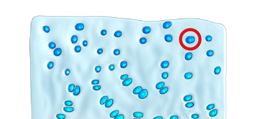 Cartilage growth plate