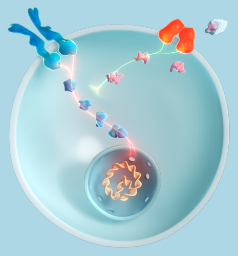 chondrocyte cell