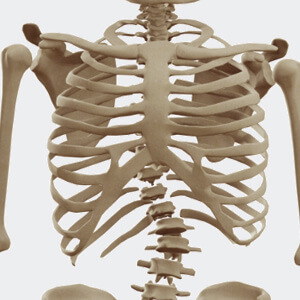 Torso